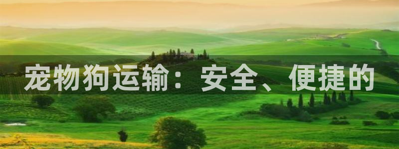 豪门国际注册链接：宠物狗运输：安全、