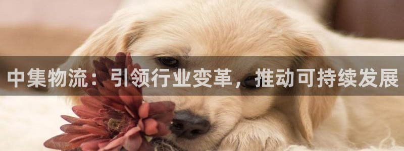 豪门国际是什么软件:中集物流:引领行