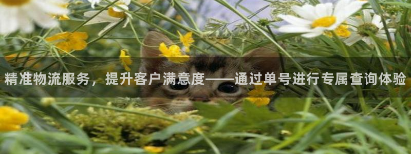 豪门国际口：精准物流服务，提升客户满意度——通过单号进行专属